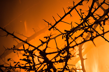 Image showing Closeup of burning bushes