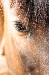 Image showing Eye of a horse closeup with focus on hair. Lots of copyspace