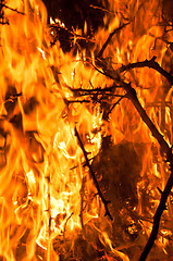 Image showing Closeup of burning bushes