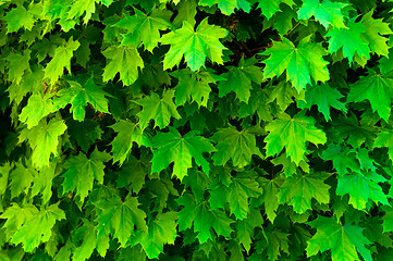 Image showing fresh green maple leaf texture