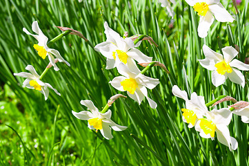 Image showing Beautiful white flowers. Narcissus