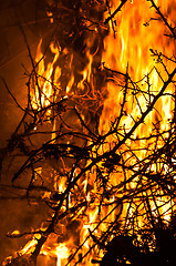 Image showing Wildfire burning bush