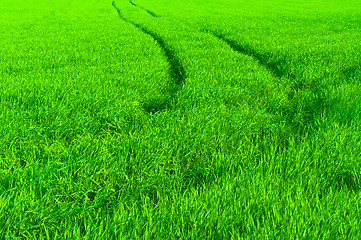 Image showing fresh green grass with path