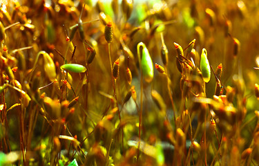 Image showing Bright red moss macro shot