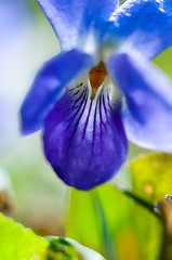 Image showing A blue flower macro shot