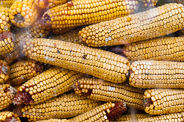 Image showing Dry corn texture