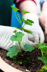 Image showing Young green plant with potting in the background