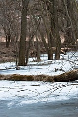 Image showing Trees frozen in ice with blurry background