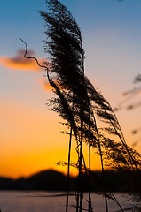 Image showing A bamboo against sunset and horizon