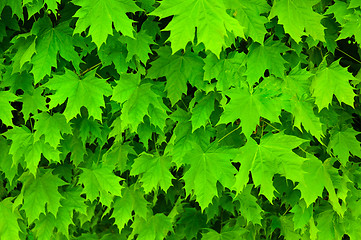 Image showing Texture of fresh green maple leaves
