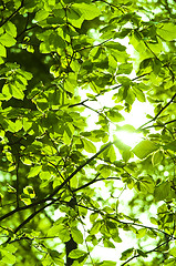 Image showing Sun shining trough leaf in forest