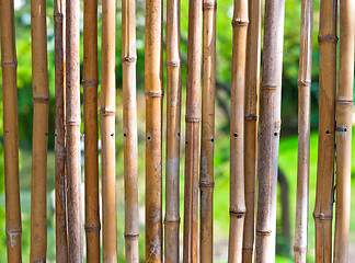 Image showing Bamboo with green blurry background