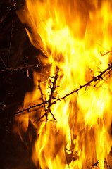 Image showing Closeup of burning bushes