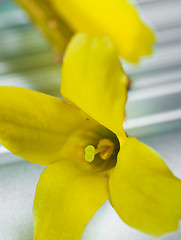 Image showing Closeup of a yelllow flower with selective focus