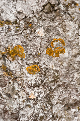 Image showing Aged rock texture background closeup with moss