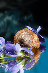 Image showing Shell of a snail with purple flowers around it