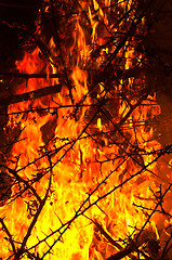 Image showing Wildfire burning bush