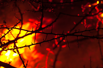 Image showing Wildfire burning with thorn in focus