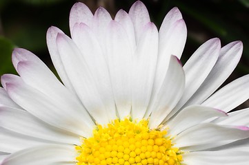 Image showing White flower macro shot