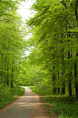 Image showing Road in the forest at spring