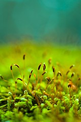 Image showing Macro shot of fresh green moss