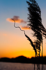 Image showing A bamboo against sunset and horizon