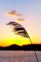 Image showing Beautiful sunset with bamboo silhouette