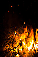 Image showing Closeup of burning bushes