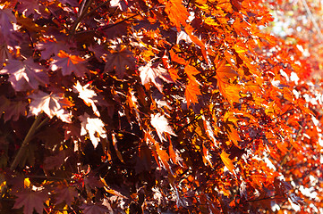 Image showing red leaves with intense sunshine