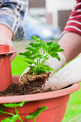 Image showing hand planting fresh green plants with blurry background