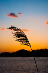 Image showing A bamboo against sunset and horizon