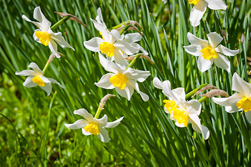 Image showing Fresh white flowers in warm colors. Narcissus