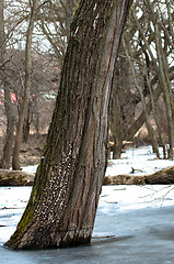 Image showing Tree frozen in ice with blurry background