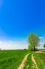 Image showing Beautiful green landscape against blue sky with lone tree