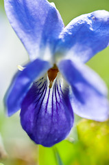 Image showing Macro shot of a blue flower with blurry green background