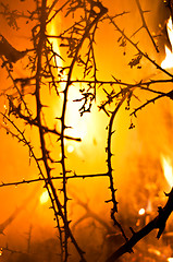 Image showing Wildfire in the forest