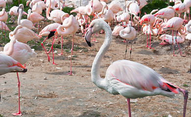 Image showing A group of pink flamingos standing