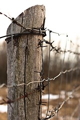 Image showing Military barbed wire on wooden pole