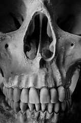 Image showing Close up of a human skull