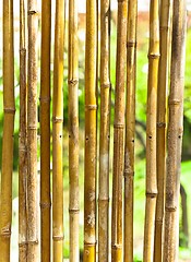 Image showing Bamboo with green blurry background