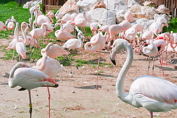 Image showing A group of pink flamingos standing