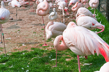 Image showing A group of pink flamingos standing