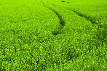 Image showing fresh green grass with path