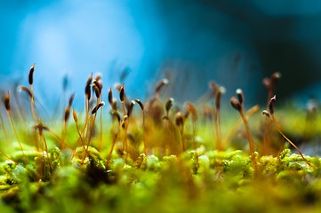 Image showing Macro shot of fresh green moss