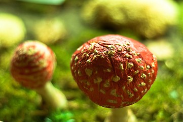 Image showing Red mushrooms in the forest of fantasy