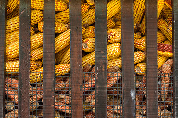 Image showing A cage full of yellow corn