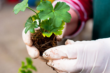 Image showing Hand potting young green plant in soil