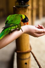 Image showing Parrot eating from the hand of a girl