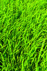 Image showing fresh green grass