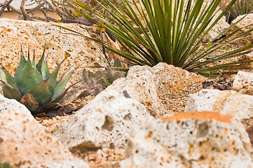 Image showing Natural desert vegetation with rocks